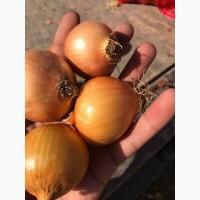 Продам цибулю жовту (Туреччина)