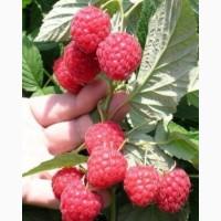 Продам саджанці малини Глен Емпл