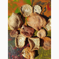 Мухомор червоний сушений 2025 року