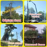 Спил дере8, 8влкв, ру6кв, 06рі3кв гіл0к у 4ерні8цях тв 06лвсті