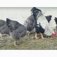 Яйце на інкубацію від породистих курей. Плімутрок білий, золото, срібло