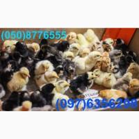 Домашні добові різнокольорові курчата асортимент