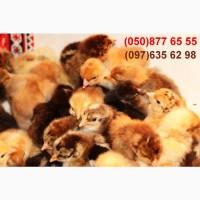 Домашні добові різнокольорові курчата асортимент