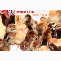 Домашні добові різнокольорові курчата асортимент