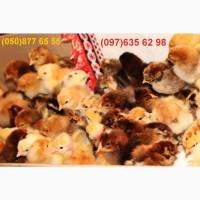 Домашні добові різнокольорові курчата асортимент