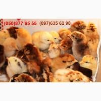 Домашні добові різнокольорові курчата асортимент