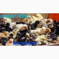 Домашні добові різнокольорові курчата асортимент