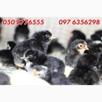 Домашні добові різнокольорові курчата асортимент