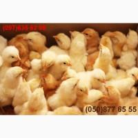 Домашні добові різнокольорові курчата асортимент