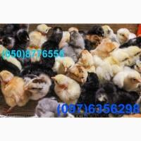 Домашні добові різнокольорові курчата асортимент