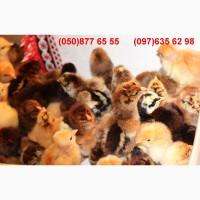 Домашні добові різнокольорові курчата асортимент