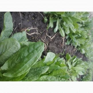 Щавель щавель