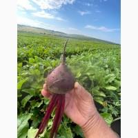Продам буряк сорту Пабло