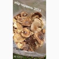 Мухомор ПАНТЕРНИЙ сушений, шапочки, збір червень2024