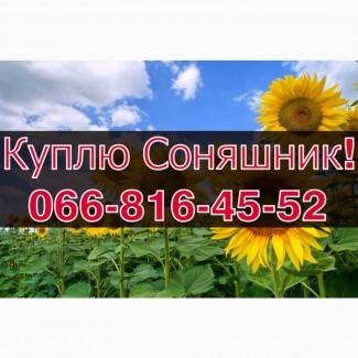 ЗАКУПОВУЄМО СОНЯШНИК!Високі Ціни!Оплата на вагах!Щоденно