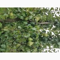 Продам груші