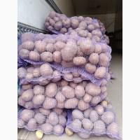 Продам товарну картоплю сорт Белароса