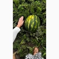 Кавуни ОПТ з власного поля сорту Талісман НУН