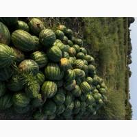 Кавуни ОПТ з власного поля сорту Талісман НУН