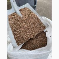 Гречиха (неочищена гречка)