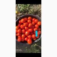 Продаю помідори сливка Теріон