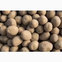 Насіннєва картопля Харків - Рів’єра, Арізона, Коннект від перевіреного магазину