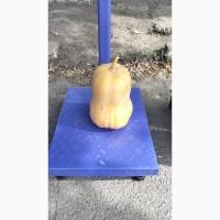 Продам Гарбузи мускатні