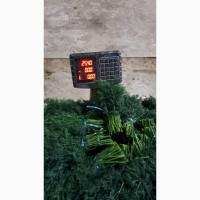 Продаю укроп Аллегатор с Узбекистана