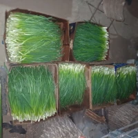 Продам лук Штудгарт на перо
