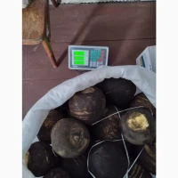 Продам чёрную редьку