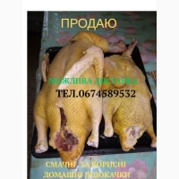 Продам тушки індокачок роздріб/ опт або живими