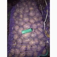 Продам семенной картофель