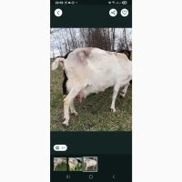 Продам Зааненскую молочную козочку