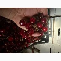 Продам черешню