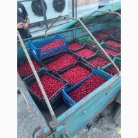 Вишня свіжа оходжена та заморожена з кісточкою