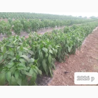 Продам перець халапенйо