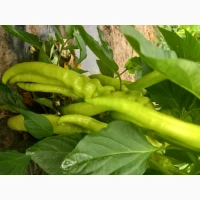 Продам перець халапенйо