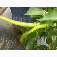 Продам перець халапенйо