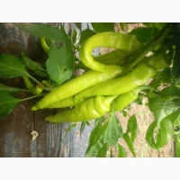 Продам перець халапенйо