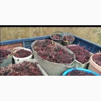 Продаю свіжу ягоду бузини