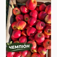 Продаємо яблуко товарне та на переробку Черкаська обл