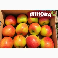 Продаємо яблуко товарне та на переробку Черкаська обл