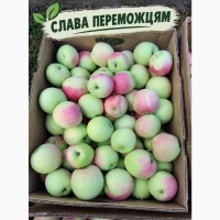 Продаємо яблуко товарне та на переробку Черкаська обл