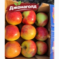 Продаємо яблуко товарне та на переробку Черкаська обл