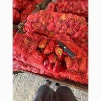 Продам сладкий перец конус Феррари