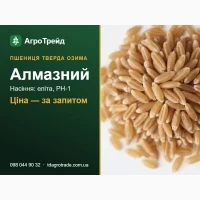 Насіння пшениці Алмазний (СГІ, Одеса) - тверда озима, еліта, РН-1