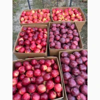 Продам яблука в асортименті товарної якості