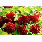 Продам калину. Продам кусты калины. Черкасская область