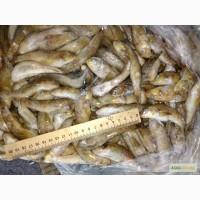 Бычок азовский