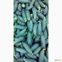 Продам свежий короткоплодный огурец (Донецкая обл, г. Бахмут)